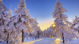 winter wonderland prente — Winters Estetika Muurpapier