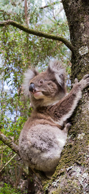 Koala agtergrond — iPhone 16 Pro Muurpapier