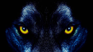 Koel Geeloog Swart Wolf agtergrond — Cool swart Muurpapier