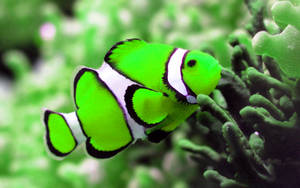 Koel neon groen vis agtergrond