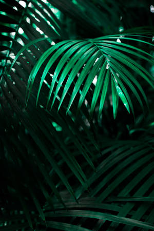 groen lineêre blaaragtige plant — iPhone 12 Muurpapier