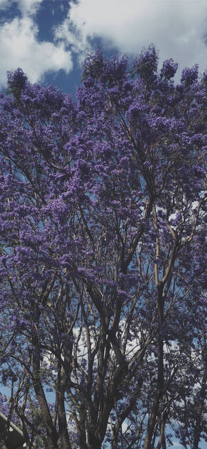 Koel Pers Boom agtergrond — iPhone 15 Pro Max Muurpapier