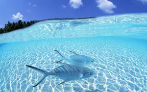 Koel Vis en Helder Water agtergrond
