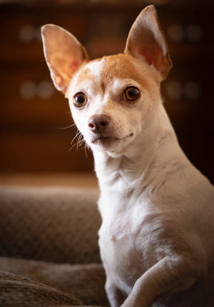 Koel Wit en Bruin Chihuahua muurpapier — OnePlus Pad Muurpapier