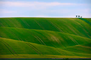 Groen Natuur agtergrond — MacBook Pro M3 Muurpapier