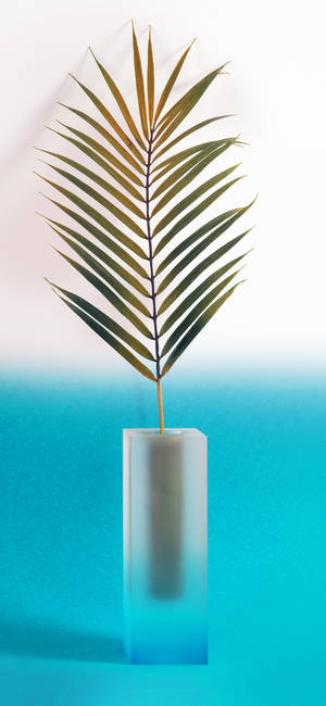 Plant Iphone — Blomme iPhone Muurpapier