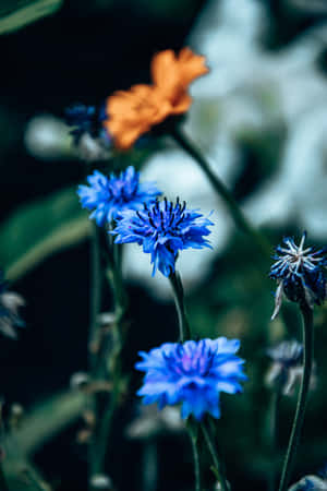 Koringblomme Blou Blomme Foon — Huawei MatePad 11.5 (2025) Muurpapier