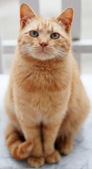gemmerkat prente — Oulike Kat Muurpapier