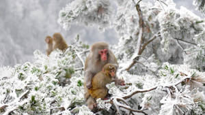 Koue ape in Japan winter muurpapier