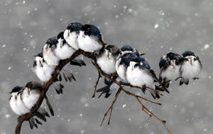 Koue voëls in winterstorm muurpapier