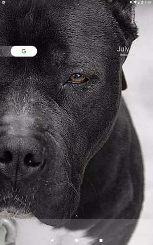 Swart Pitbull — Xiaomi Pad Mini Muurpapier