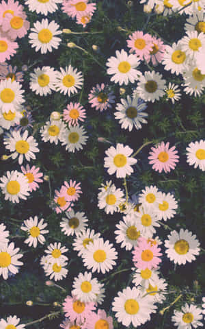 Laat die natuur in jou lewe blom met 'n Flower iPhone. — Tecno Megapad SE Muurpapier