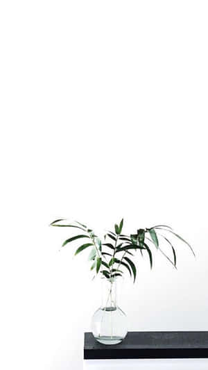 Aesthetic White prente — Esteties wit Muurpapier