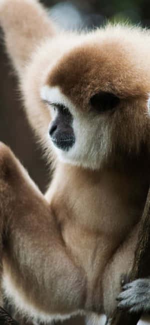 Iphone Xs Max Gibbon Agtergrond — iPhone 14 Plus Muurpapier