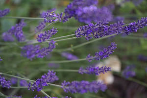 Lavender-estetiese Nabyfoto van Blomme — Lavender estetika Muurpapier