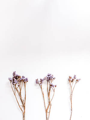 Laventel Estetiese Handvol Blomknoppe — Lavender estetika Muurpapier