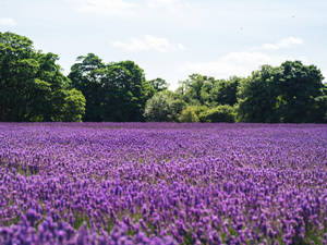 Laventel Estetiese See Van Blomme En Bome — Lavender estetika Muurpapier