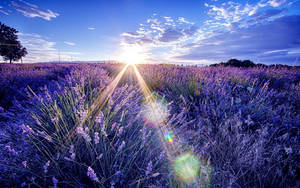 Laventel Estetiese Veld en die Sonsopkoms — Lavender estetika Muurpapier