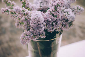 Laventel Estetiese Klein Blomme in 'n Vaas — Lavender estetika Muurpapier