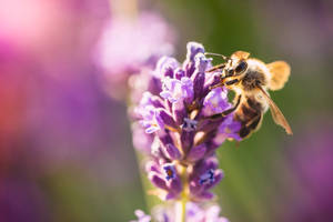 Laventel Estetiese Knoppe van Blomme en By — Lavender estetika Muurpapier