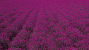 Laventel Estetiese Wye Veld Bossies — Lavender estetika Muurpapier