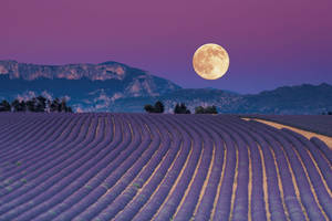 Laventel Estetiese Veld en 'n Volmaan — Lavender estetika Muurpapier