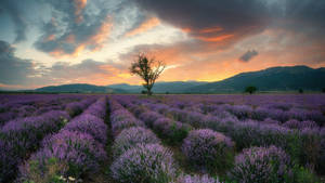 Laventel Estetiese Veld, Berge, En Sonsondergang — Lavender estetika Muurpapier