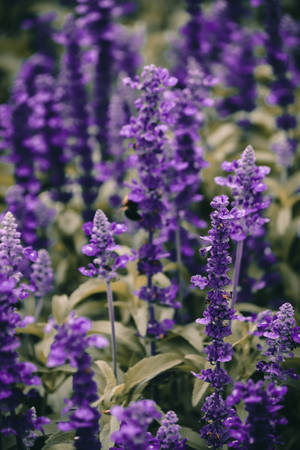 Laventel Estetiese Lewendige Blom Nabyfoto — Lavender estetika Muurpapier