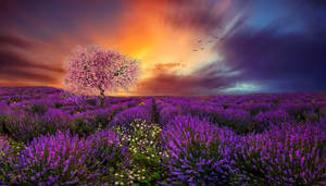 Laventel-estetiese veld, kersiebloeisel en sonsondergang — Lavender estetika Muurpapier