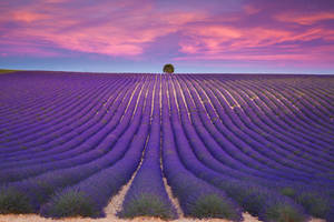 Laventel-estetiek Netjiese Rye en Violet Lug — Reënboog-esteties Muurpapier