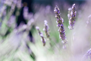 Laventel Estetiese Stam in Fokus — Lavender estetika Muurpapier