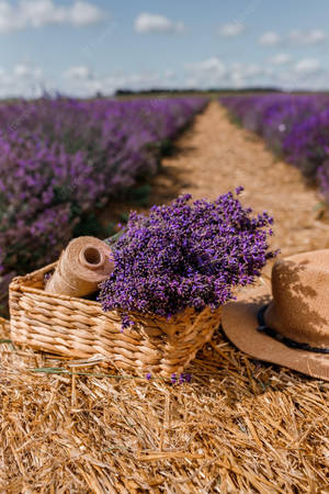 Laventel Estetiese Blomknoppies en Tou — Lavender estetika Muurpapier