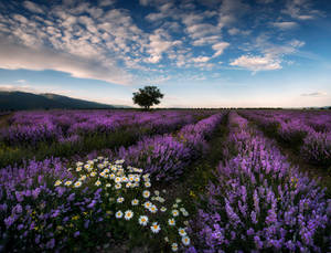Laventel Estetiese Veld en Madeliefies — Lavender estetika Muurpapier