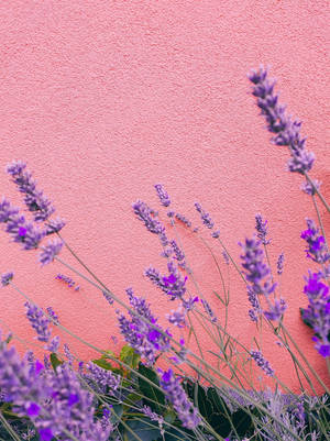 Laventel Estetiese Stingels Voor Beton — Lavender estetika Muurpapier