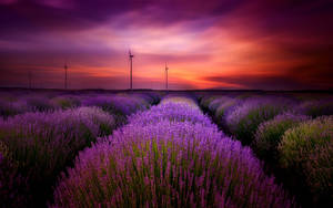 Laventel Estetiese Veld en Windpompe — Lavender estetika Muurpapier