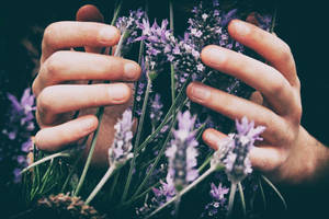 Laventel Estetiese Hande wat Blomme Aanraak — Lavender estetika Muurpapier