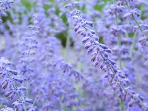 Laventel Estetiese Blomknoppe in Blom — Lavender estetika Muurpapier