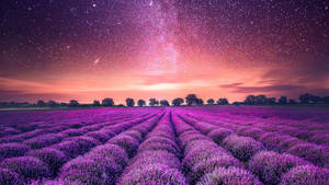 Laventel Estetiese Veld en Sterre — Lavender estetika Muurpapier