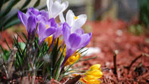 Laventel Krokusse lente agtergrond