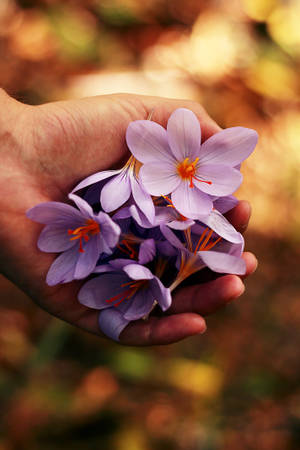 Laventel lente blomme agtergrond