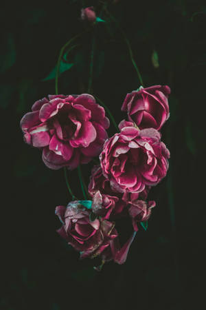 Laventelrose in Ranke — Roosblom Muurpapier