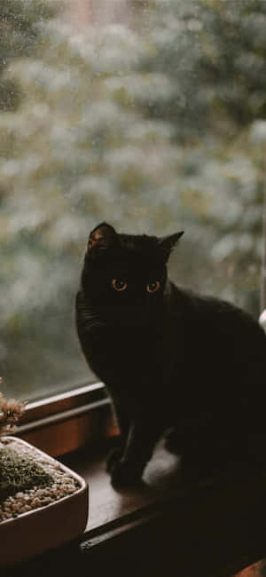 Halloween Kat Prente — Honor X Muurpapier