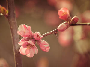 Lente blom van naby agtergrond