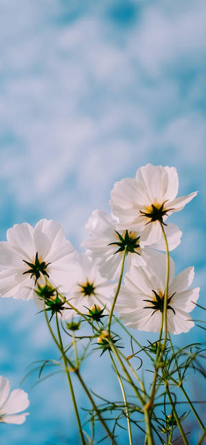 Lente Blomme iPhone 11 Pro Max-agtergrond — iPhone 11 Pro Max Muurpapier