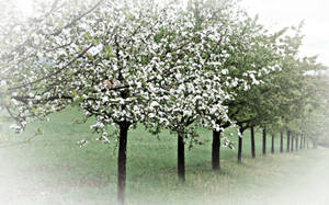Lente Bome agtergrond
