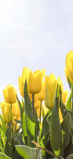 Lente iPhone Geel Tulpe Klomp — iPhone 17e Muurpapier