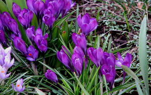 Lente krokus agtergrond