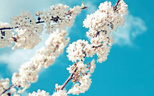 Lente seisoen wit blomme agtergrond