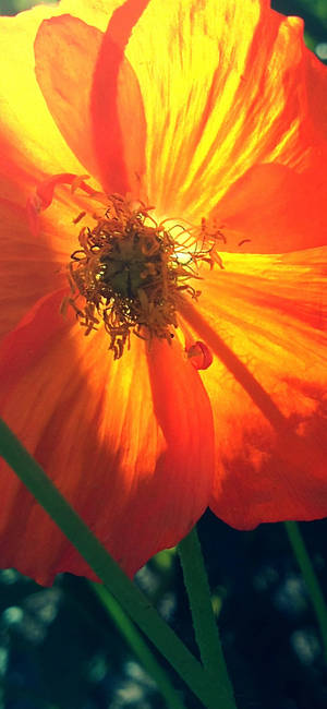 Oranje Papawerblom-agtergrond — iPhone 16 Muurpapier