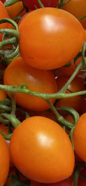Vars Oranje Tamaties agtergrond — iPhone 15 Pro Muurpapier